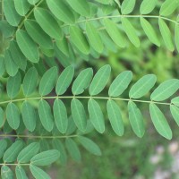 Senna auriculata (L.) Roxb.